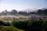 Lupines in Franconia, NH