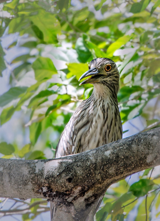 Black-Crowned Night Heron