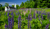 Lupines, Franconia, NH