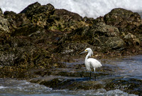 Egret